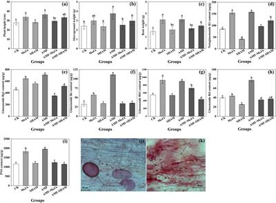 Improvement of Panax notoginseng saponin accumulation triggered by methyl jasmonate under arbuscular mycorrhizal fungi